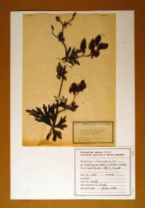 Aconitum intermedium DC. f. bicolor Schultz