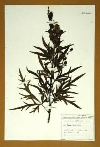 Aconitum napellus L.