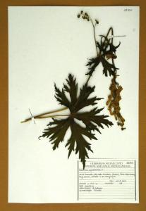 Aconitum pyrenaicum L.