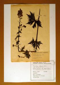 Aconitum vulparia Rchb. ssp. laxiflorum DC.