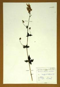 Aconitum vulparia Reichenb.