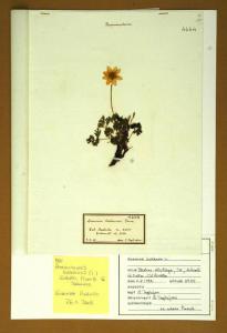 Anemone baldensis Turra