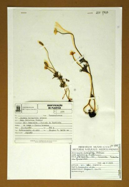 Anemone decapetala Arduino var. foliolosa Eichler