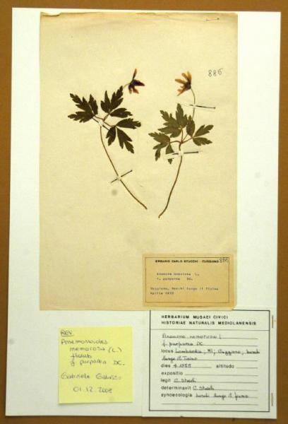 Anemone nemorosa L. f. purpurea DC.
