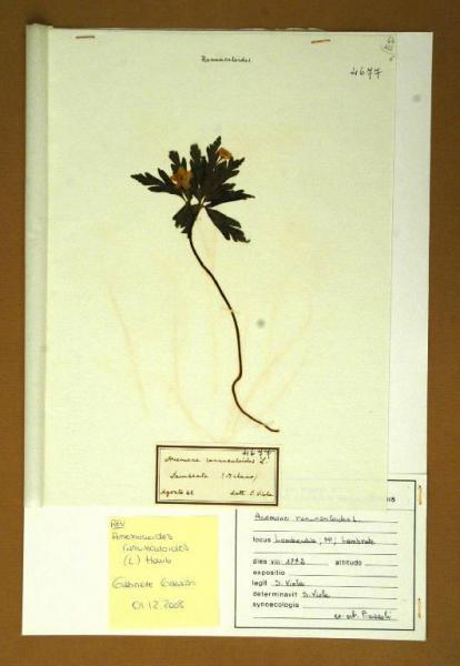 Anemone ranunculoides L.