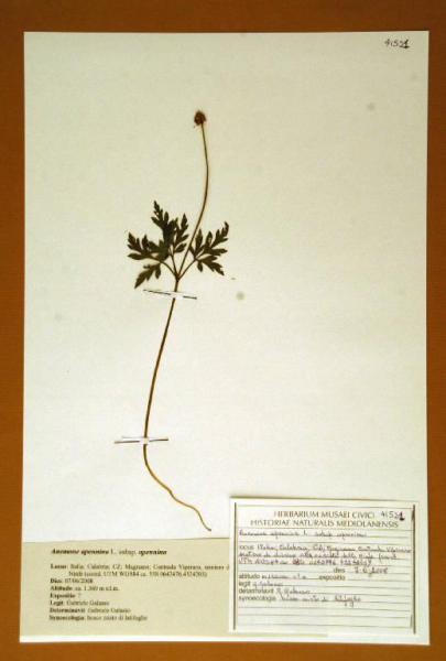 Anemone apennina L. subsp. apennina