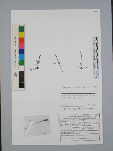 Ophioglossum lusitanicum L.