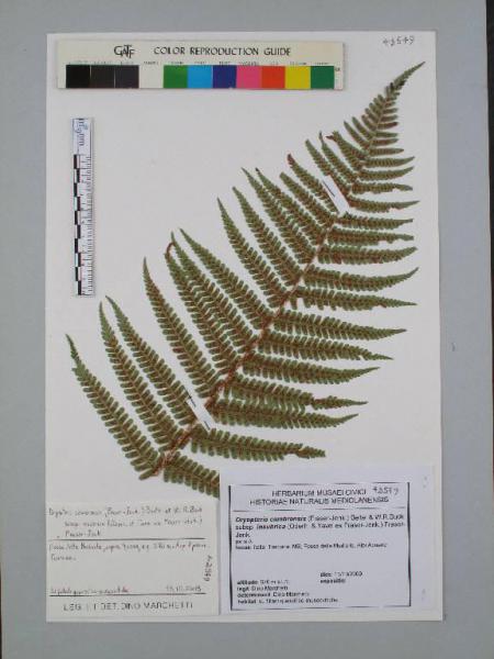 Dryopteris cambrensis (Fraser-Jenk.) Beitel & W.R.Buck subsp. insubrica (Oberh. & Tavel ex Fraser-Jenk.) Fraser-Jenk.