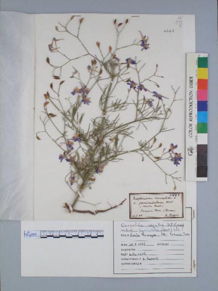 Consolida regalis S.F.Gray subsp. paniculata (Host) Soó