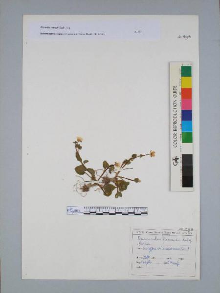 Ranunculus ficaria L. subsp. ficaria