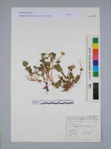 Ranunculus ficaria L. subsp. ficaria