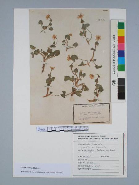 Ranunculus ficaria L. f. parviflorus Lamotte
