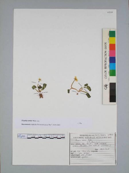 Ficaria verna Huds.
Ranunculus ficaria L.