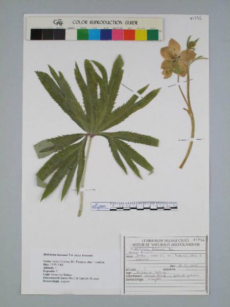 Helleborus bocconei Ten. subsp. bocconei