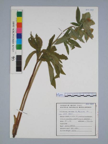Helleborus multifidus Vis. subsp. laxus (Host)