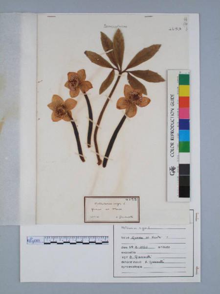 Helleborus niger L.