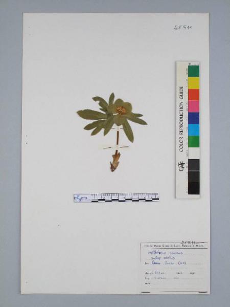 Helleborus odorus W. & K. subsp. odorus