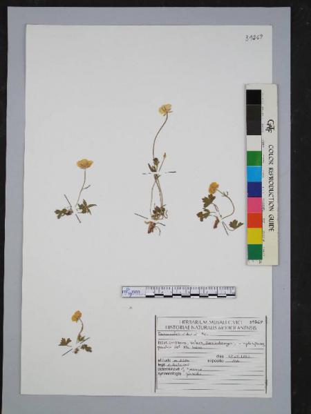 Ranunculus villarsii DC.