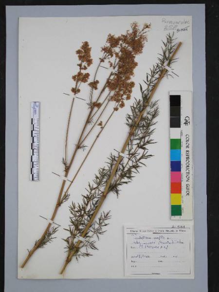 Thalictrum simplex L. subsp. bauhinii (Crantz) Tutin