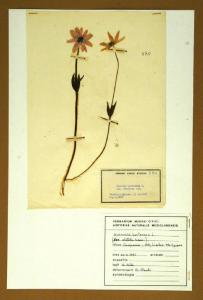 Anemone hortensis L. var. stellata Lam.