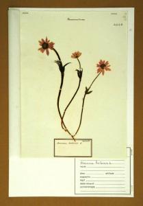 Anemone hortensis L.
