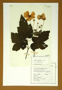 Anemone hupehensis Lem.
(= A. japonica Hort.)