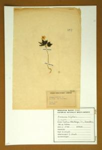 Anemone trifolia L. f. minor