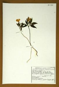 Anemone trifolia L. subsp. brevidentata Ubaldi & Puppi