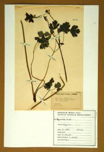 Aquilegia vulgaris L. subsp. atroviolacea Avé-Lall.
(= A. atrata Koch)