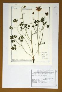 Aquilegia thalictrifolia Schott & Kotschy