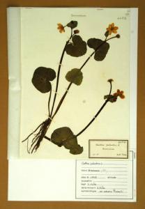 Caltha palustris L.