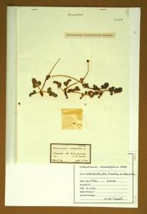 Ranunculus rutaefolius L.