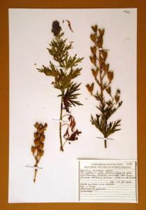 Aconitum corsicum Gáyer