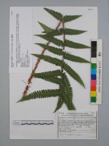 Dryopteris affinis (Lowe) Fr.-Jenk. subsp. affinis