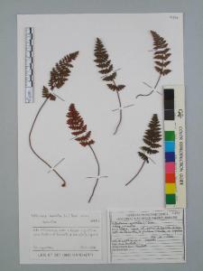 Notholaena marantae (L.) Desv. subsp. marantae