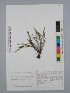 Asplenium trichomanes L. subsp. trichomanes
