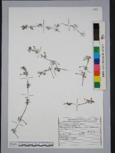 Ranunculus trichophyllus Chaix ssp. eradicatus (Laest.) Cook