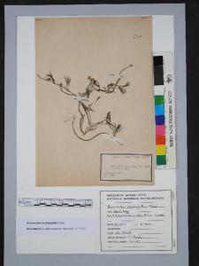Ranunculus trichophyllus Chaix var.rioni Lagg.