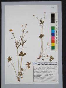 Ranunculus tuberosus Lapeyr.