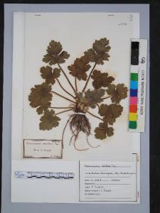 Ranunculus velutinus Ten.