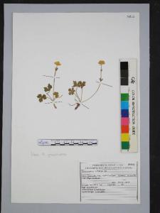 Ranunculus villarsii DC.