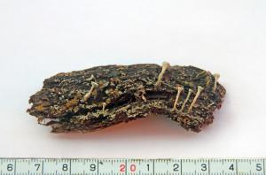 Cladonia fimbriata (L.) Fr.
