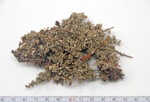 Cladonia furcata (Huds.) Schrad.