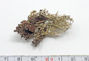 Cladonia furcata (Huds.) Schrad.