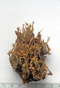 Cladonia gracilis (L.) Willd.