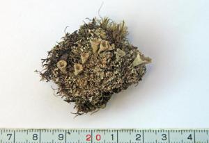 Cladonia pyxidata (L.) Hoffm.
