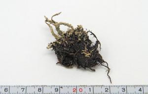 Cladonia squamosa (Scop.) Hoffm.