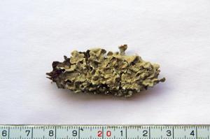 Flavoparmelia caperata (L.) Hale