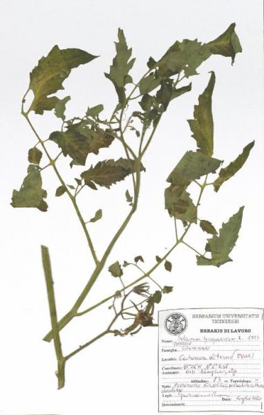 Solanum lycopersicum L.  1753 Pomodoro