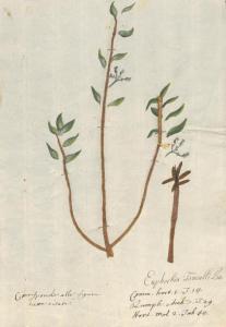 Euphorbia tirucalli L.